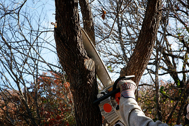 Best Root Management and Removal  in Cross Plains, TN